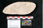 Foto (Objekt + Etikett) von Eucalyptus sp. (NHMW-GEO-2024-0188-11466)
